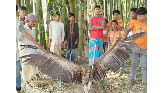ফুলবাড়ীতে তীব্র ঠান্ডা কাতর বিলুপ্তপ্রায় শকুন উদ্ধার, বন বিভাগে প্রেরণ