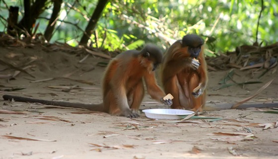 সিলেটে নিজগৃহে অতিথি মুখপোড়া হনুমান