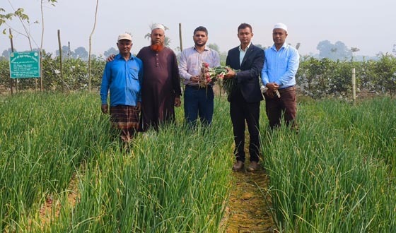 কালীগঞ্জে পেয়াজ চাষে সফল কৃষকরা