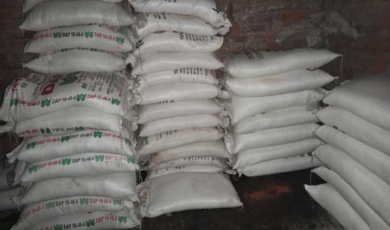 শৈলকুপায় পেঁয়াজ রোপনের ভরা মৌসুমে সারের কৃত্রিম সংকট; ক্ষোভ প্রান্তিক কৃষকদের