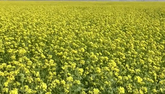 সাতক্ষীরায় সরিষা ক্ষেতে ১০ হাজার মৌ-বক্স, ৭৫ টন মধু উৎপাদনের আশা