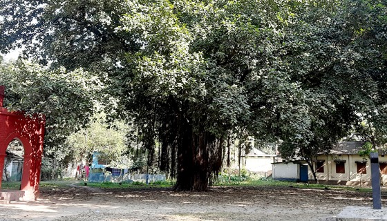 সৈয়দপুর উচ্চ বিদ্যালয় মাঠের বটগাছ ক্যাম্পাসে সৌন্দর্য বৃদ্ধি করেছে
