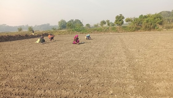 গজারিয়ায় কৃষি কাজে পুরুষের সাথে পাল্লা দিয়ে নারীদের অংশগ্রহণে মজুরিতে বৈষম্য