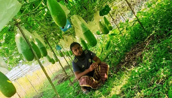 কাউখালীতে লাউ চাষে ভাগ্য ফিরেছে বহু কৃষকের