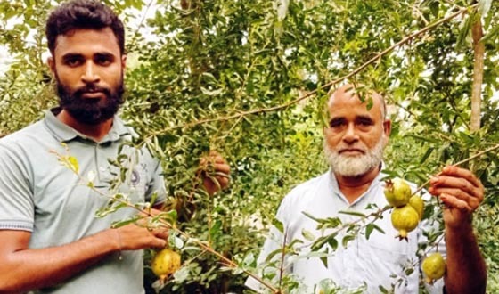 কলারোয়ার পল্লীতে বাপ-ছেলের বেদানা ফল চাষের সাফল্য