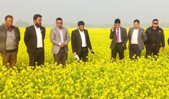 কালীগঞ্জসহ ছয় উপজেলায় লক্ষ্যমাত্রার চেয়ে বেশি সরিষার আবাদ