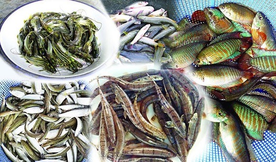 বিলুপ্তপ্রায় ৪০ প্রজাতির মাছ ফিরিয়ে আনার চেষ্টা