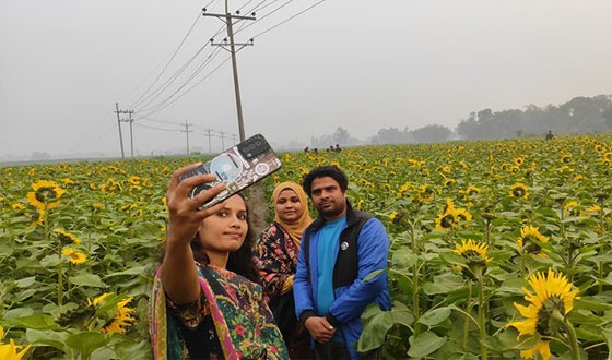 শেরপুরে সূর্যমুখী ফুলের বাগানে দর্শনার্থীদের পদচারণায় মুখরিত