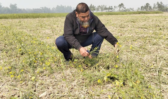 মহাদেবপুরে ৩০ বিঘা জমির ফলন্ত সরিষা গাছ বিনষ্ট
