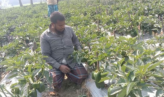 ক্যাপসিকাম চাষে সফল ক্ষেতলালের কৃষক