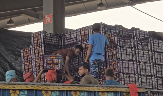 বেনাপোল বন্দর দিয়ে অনির্দিষ্টকালের জন্য ফল অমদানি বন্ধ ঘোষণা