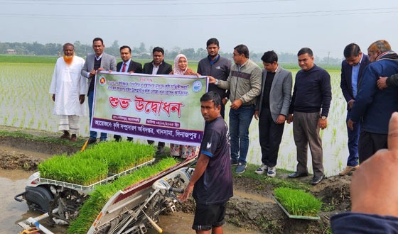 খানসামায় আধুনিক পদ্ধতিতে ধানের চারা রোপণ