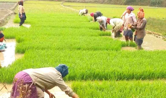 কাহারোলে নারী শ্রমিকেরা মুজুরীর বৈষ্যমের শিকার