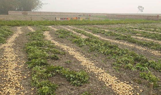 নীলফামারীতে দাম কমে যাওয়ায় জমিতেই পড়ে রয়েছে আলু