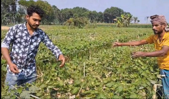 কালীগঞ্জে ফসলের ক্ষেত পুড়িয়ে দিল দুর্বৃত্তরা