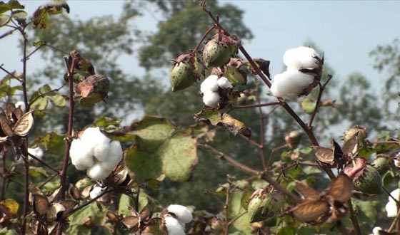 শেরপুরে ২১৫ হেক্টর জমিতে তুলা চাষ চাষ