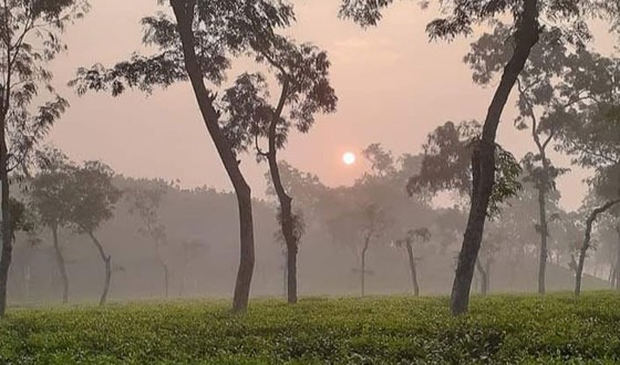শ্রীমঙ্গলে দেশের সর্বনিম্ন তাপমাত্রা ৮.৫ ডিগ্রি সেলসিয়াস