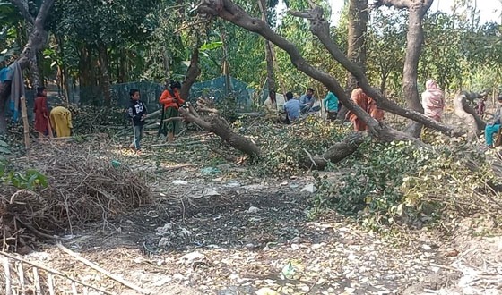মান্দায় প্রতিপক্ষের বিরুদ্ধে গাছ কেটে নেওয়ার অভিযোগ