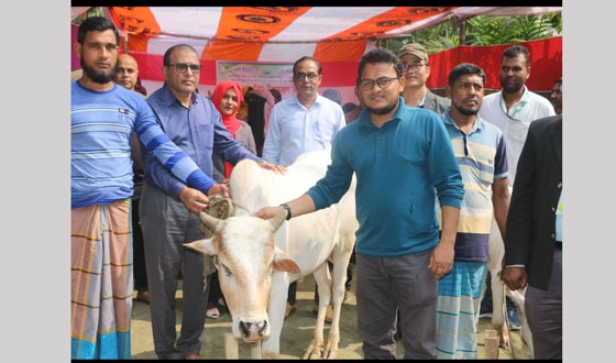 দৌলতখানে জিজেইউএস এর গরু বিতরণ