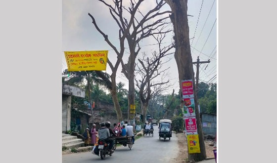 বুধহাটা-উজিরপুর সড়কে মৃত গাছ,  ঝুঁকিতে পথচারীরা
