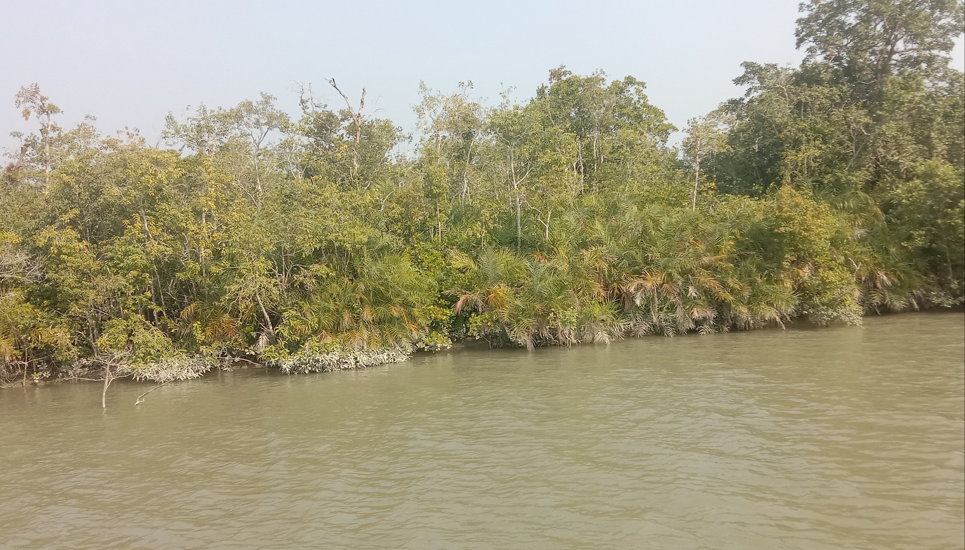 প্রাকৃতিক দুর্যোগে উপকুলবাসীকে রক্ষা করে থাকে সুন্দরবন