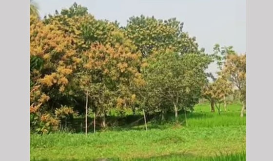 সাতক্ষীরায় মুকুলে মুকুলে ছেয়ে গেছে আম বাগান