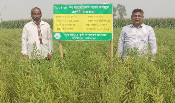 সুন্দরগঞ্জে সরিষার বাম্পার ফলনে কৃষকের মুখে হাসি