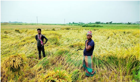 সাড়ে ৬শ’ বিঘাত ফসলী জমি আ’লীগ নেতার জবর দখলে