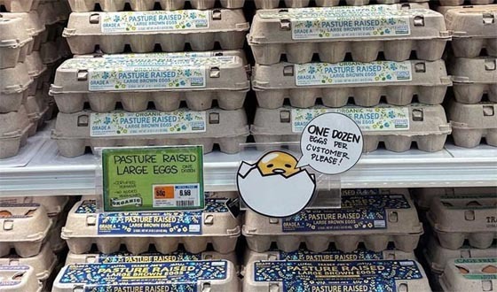 যুক্তরাষ্ট্রে ডিমের সংকট মোকাবিলায় তুরস্কের ১৫ হাজার টন ডিম রপ্তানি