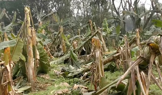 দুই গ্রামে ৩০ সেকেন্ড ঝড়ে লন্ডভন্ড ৫ হেক্টর কলাক্ষেত