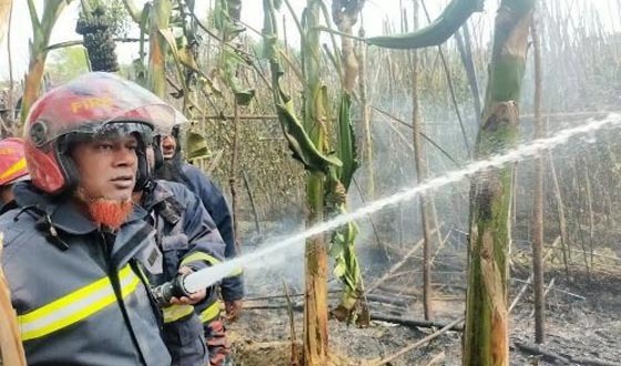 কালীগঞ্জে ১৫ বিঘা পান বরজ পুড়ে শেষ