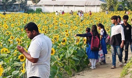 শরীয়তপুরে ময়লার ভাগাড়ে সূর্যমুখীর হাসি: প্রশংসায় স্থানীয়রা