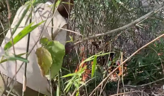 কমলগঞ্জে লাউয়াছড়া বনে আগুন