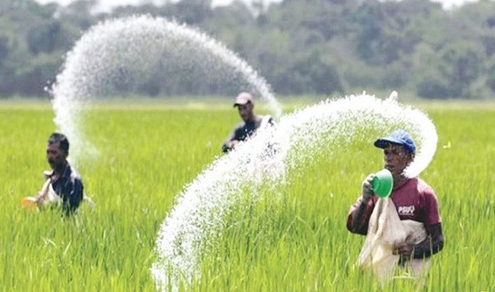 বোরো মৌসুমে সার নিয়ে শঙ্কিত কৃষক