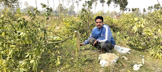 মহাদেবপুরে তিনশ’ ফলন্ত গাছ কেটে বিনষ্ট