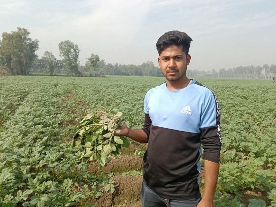 ক্ষেতলালে রাতের আঁধারে আলুর গাছ কেটে দিয়েছে দুর্বৃত্তরা