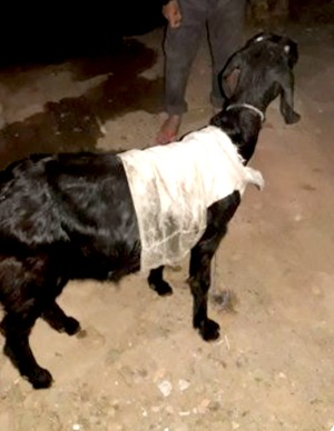 হাতে নাতে ছাগল চোর আটক