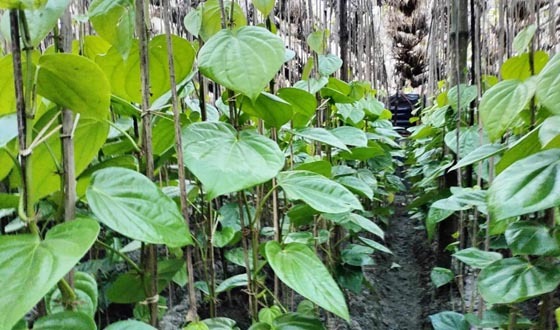 পানের বরজগুলো যেন চাষিদের একেকটি ব্যাংক!
