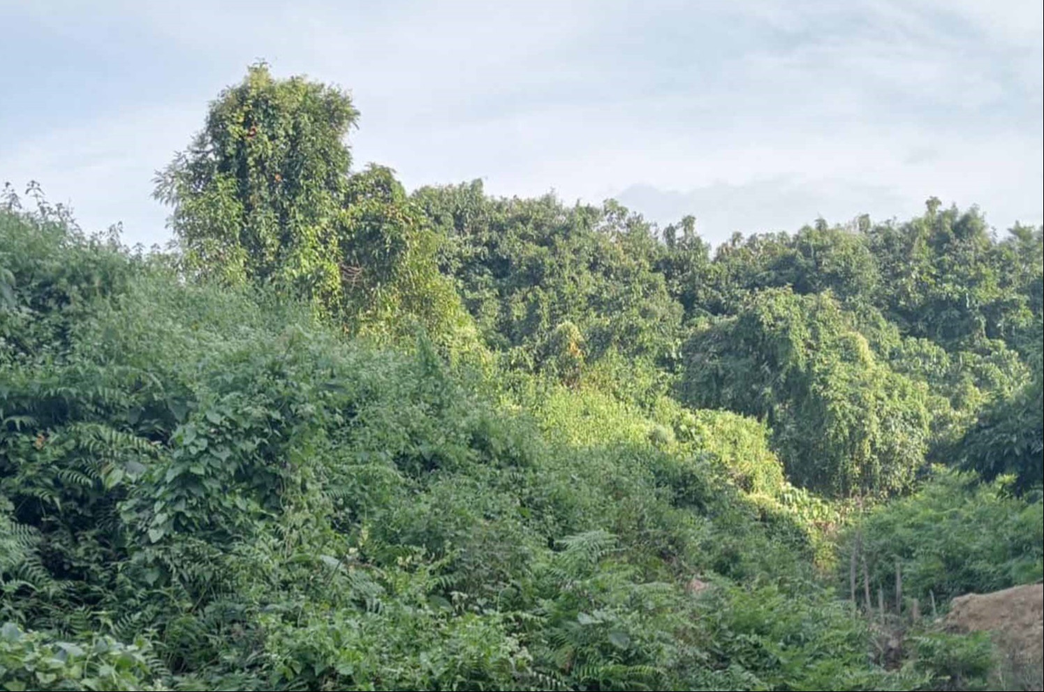 রামুতে সুফল প্রকল্পে কোটি টাকা লোপাট