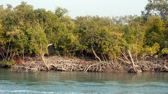 সুন্দরবন জুড়ে পর্যটন মৌসুমে দস্যু আতঙ্ক