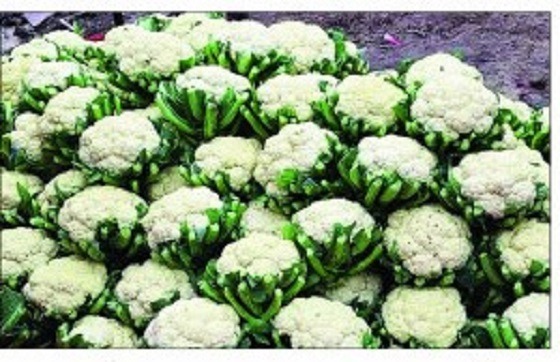 কালীগঞ্জে লোকসানের মুখে ফুলকপি চাষিরা