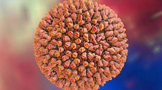 দেশে যেভাবে ছড়াচ্ছে রিও ভাইরাস