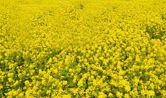 চিলমারীতে চরাঞ্চলে সরিষার বাম্পার ফলনের সম্ভাবনা