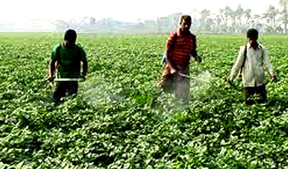 কাহারোলে আলু ক্ষেত পরিচর্যা করছে আলু চাষীরা