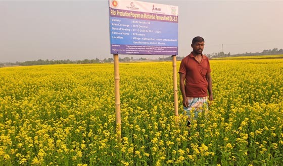 সরিষার হলুদে রাঙা উপকুলীয় জনপদ কয়রার মাঠ