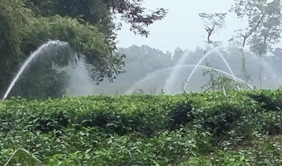 'স্প্রিংকলার ইরিগেশান'