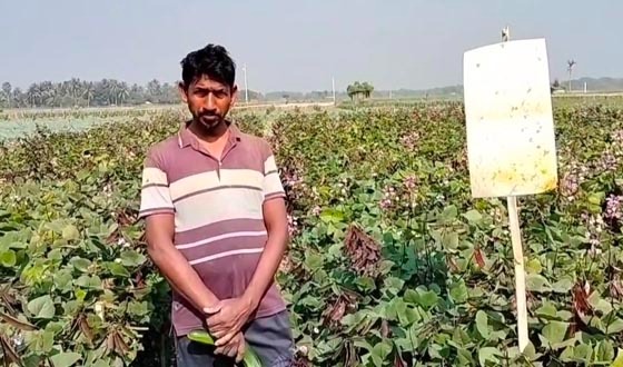 কালীগঞ্জে চাষাবাদে জৈব বালাইনাশকের ব্যবহার বেড়েছে