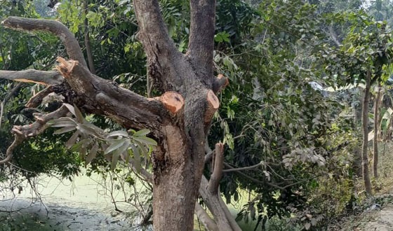 চাটমোহরে সড়কে সরকারি গাছ কাটার হিড়িক!