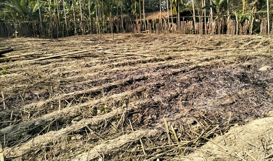 ইউপি সদস্যর পানবরজ পুড়িয়ে দিয়েছে প্রতিপক্ষরা
