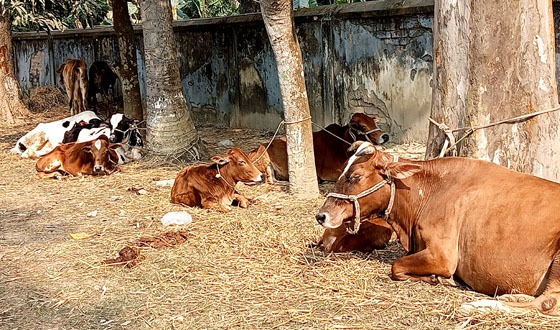 রায়গঞ্জে ৯টি চোরাই গরু উদ্ধার করেছে পুলিশ
